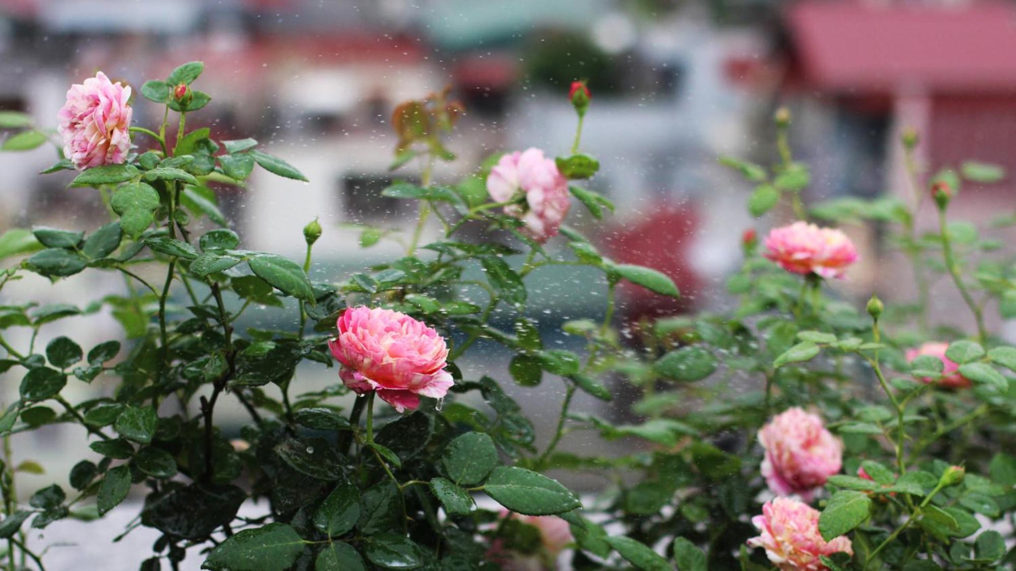 Hotel The Bloom Pham Viet Chanh - Modern Living Space In Saigon - A Choice For Western Travelers Cidade de Ho Chi Minh